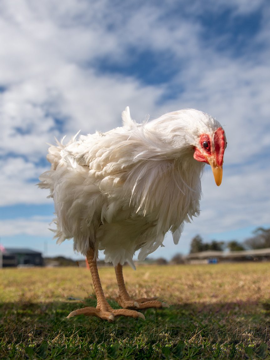 Australia’s chicken farmers say they’re going backwards due to unfair treatment by processors