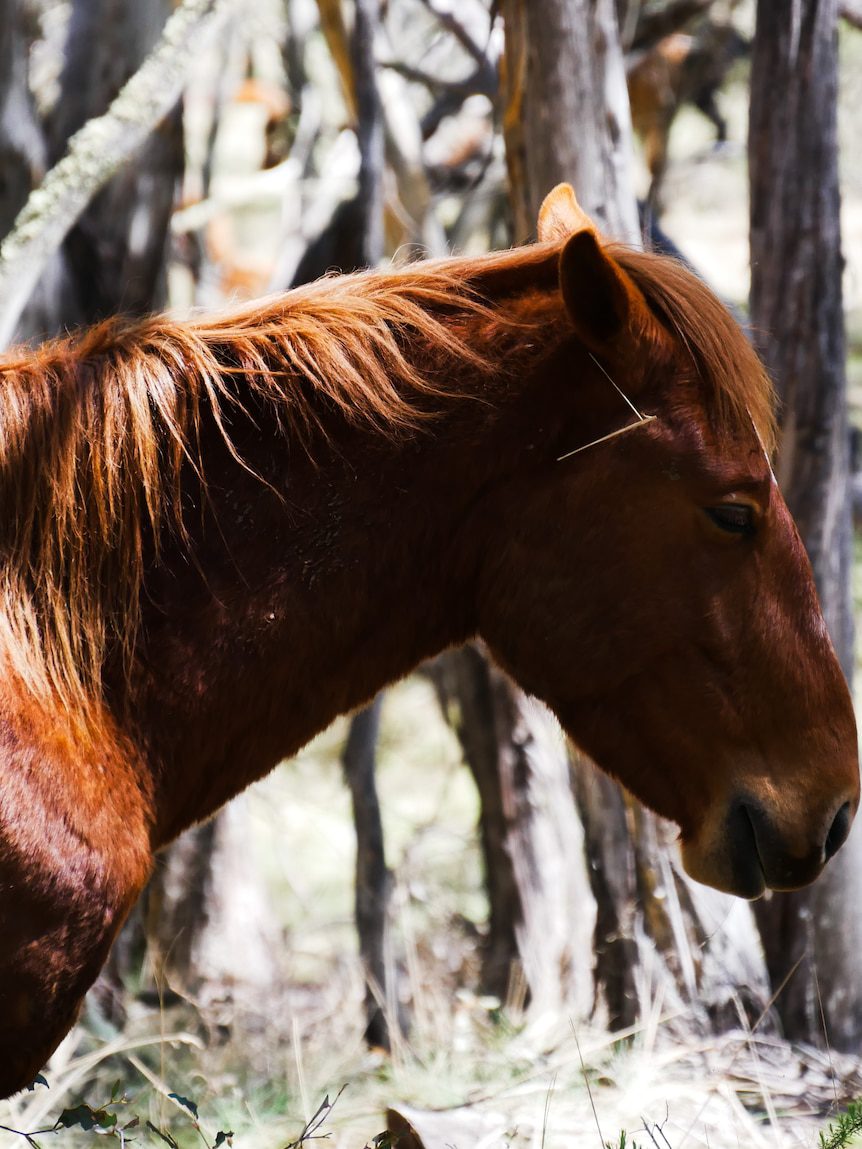 Aerial brumby cull closes parts of Kosciuszko National Park for six months