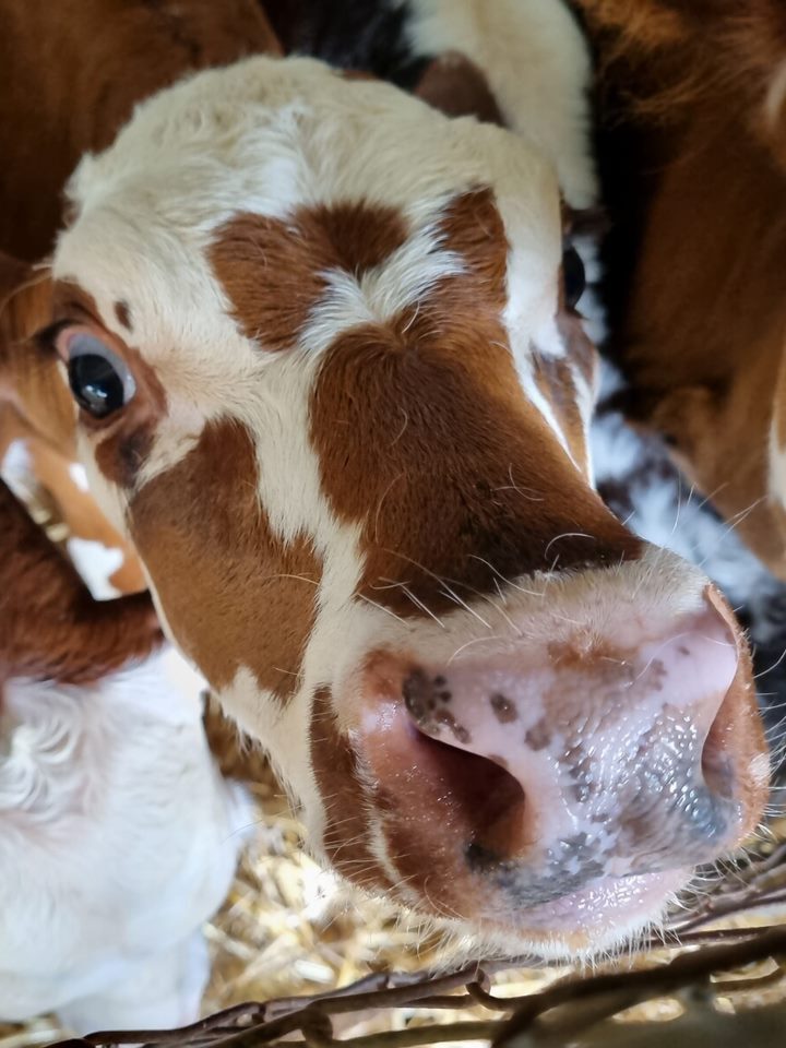 Abattoir ban forces dairy farmers to shoot dairy calves on farm
