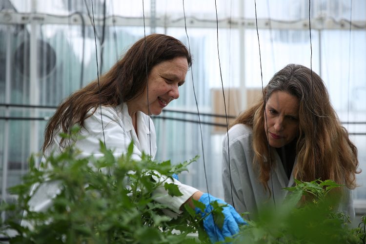 Dairy in potatoes? Molecular farming newcomer teaches spuds to act like mammals