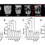 Does methylene blue or mitoquinone improve skeletal aging?