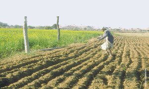 Country facing 30pc water shortage for sowing season: Irsa