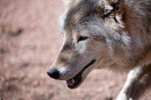 Investigation finds wolf responsible for the death of a calf in Colorado