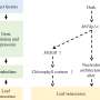 Enhancing grassland sustainability: Strategies to delay leaf senescence in forage and turf grasses