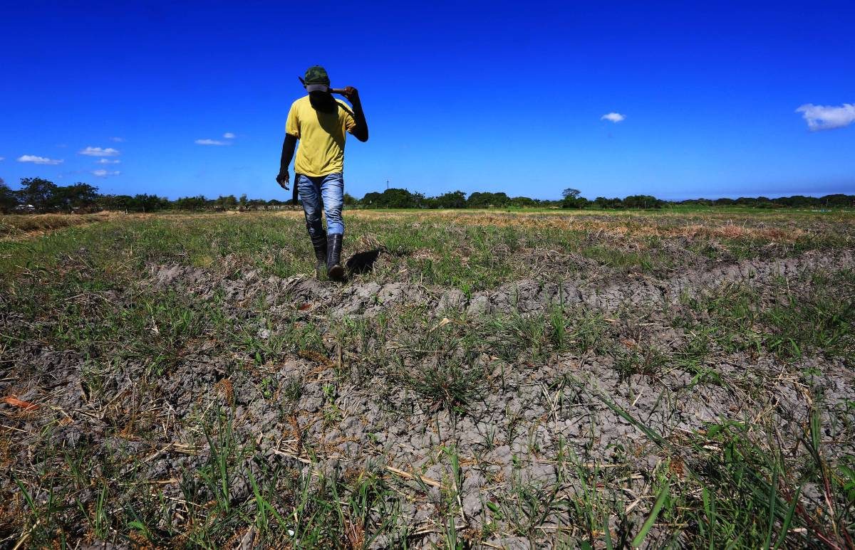 El Niño damage reaches P1.2B