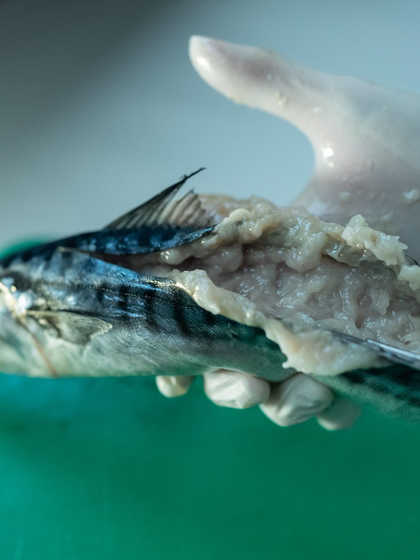 Mushy fish syndrome, the catch no angler wants to hook, becoming more ‘prominent’ in NSW