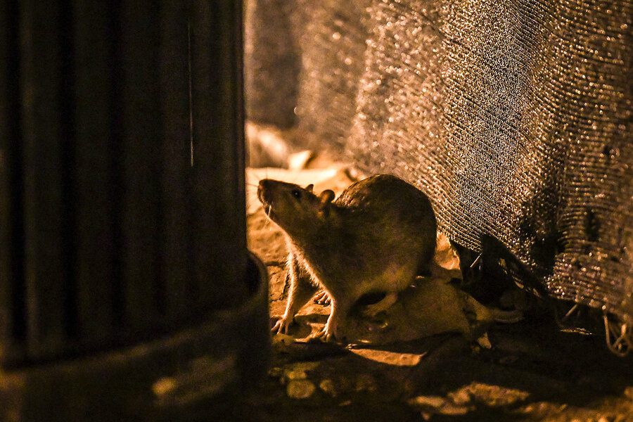 In US capital, rats thrive where civic trust is low. Here’s how to fix that.