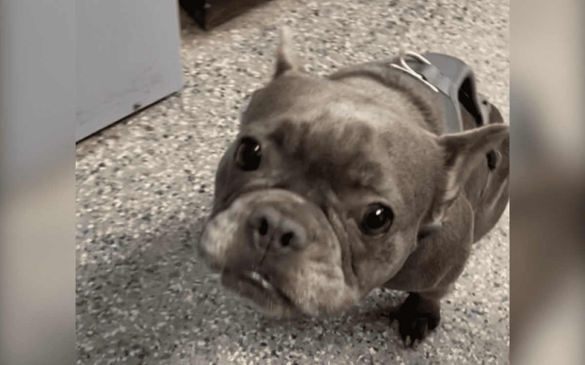 Paralyzed French Bulldog Found ‘Dragging Herself Around’ Streets Is Saved