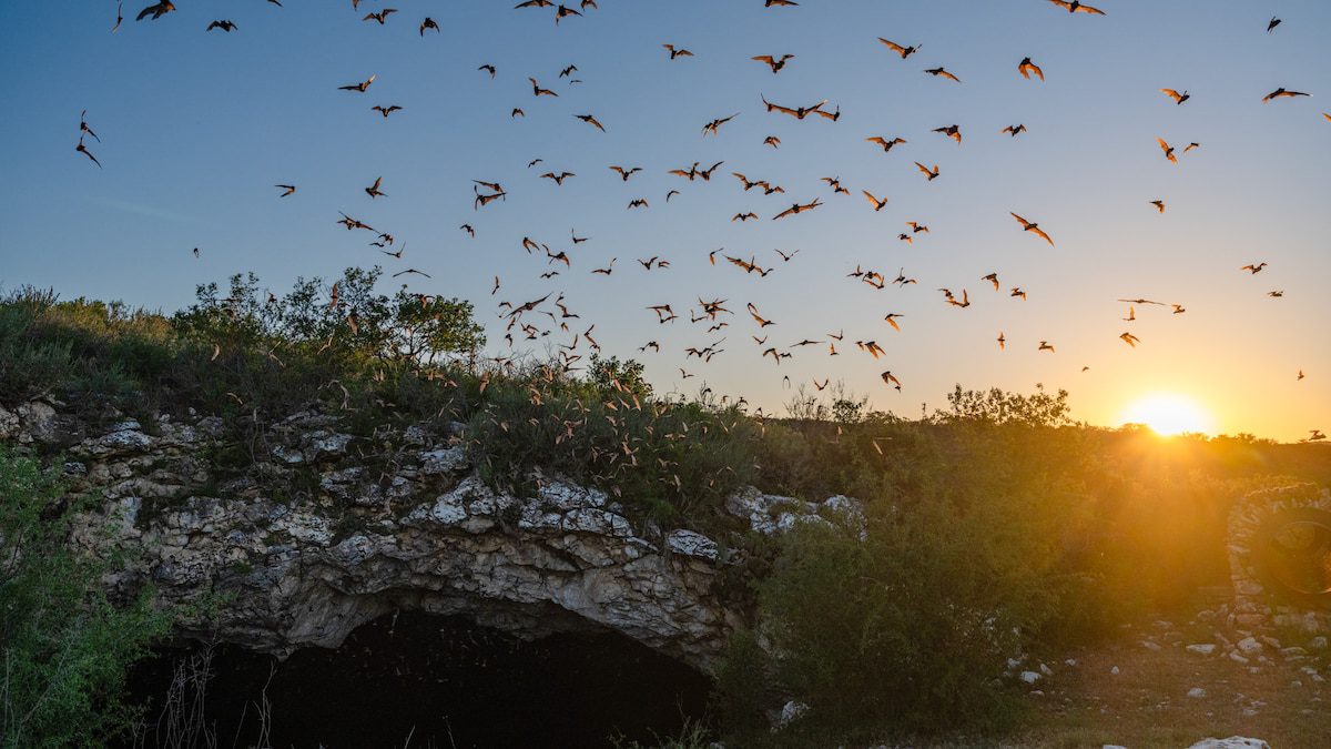 Do bats take flight during a total solar eclipse?