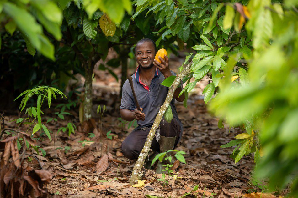 Industry-backed methodology launched to calculate true level of cocoa farmer incomes