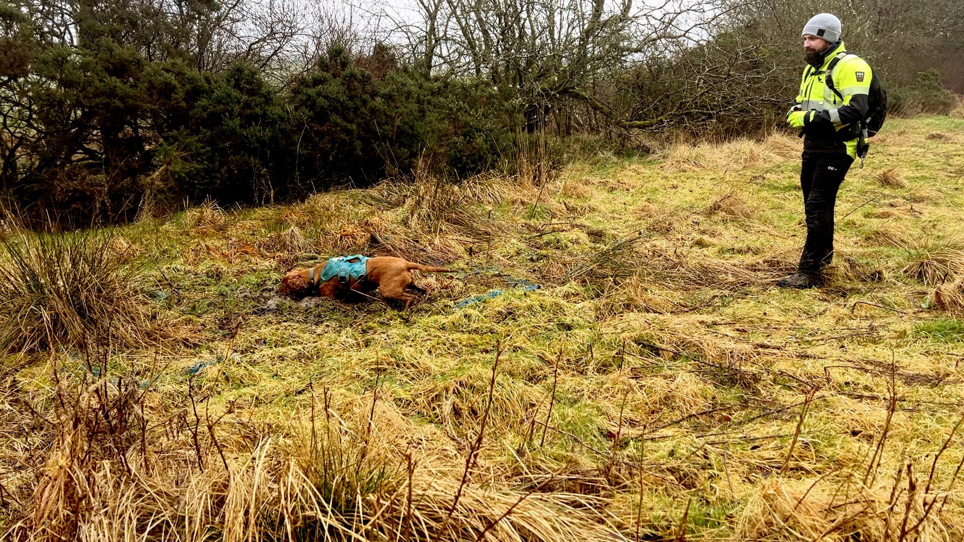 Sniffer dogs detect leaking water mains