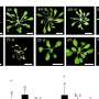 Uncovering key players in gene silencing: Insights into plant growth and human diseases