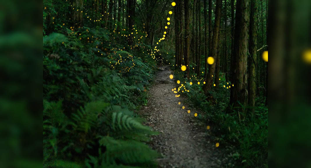 This glowing forest in Indian’s Western Ghats proves nature never fails to amaze!