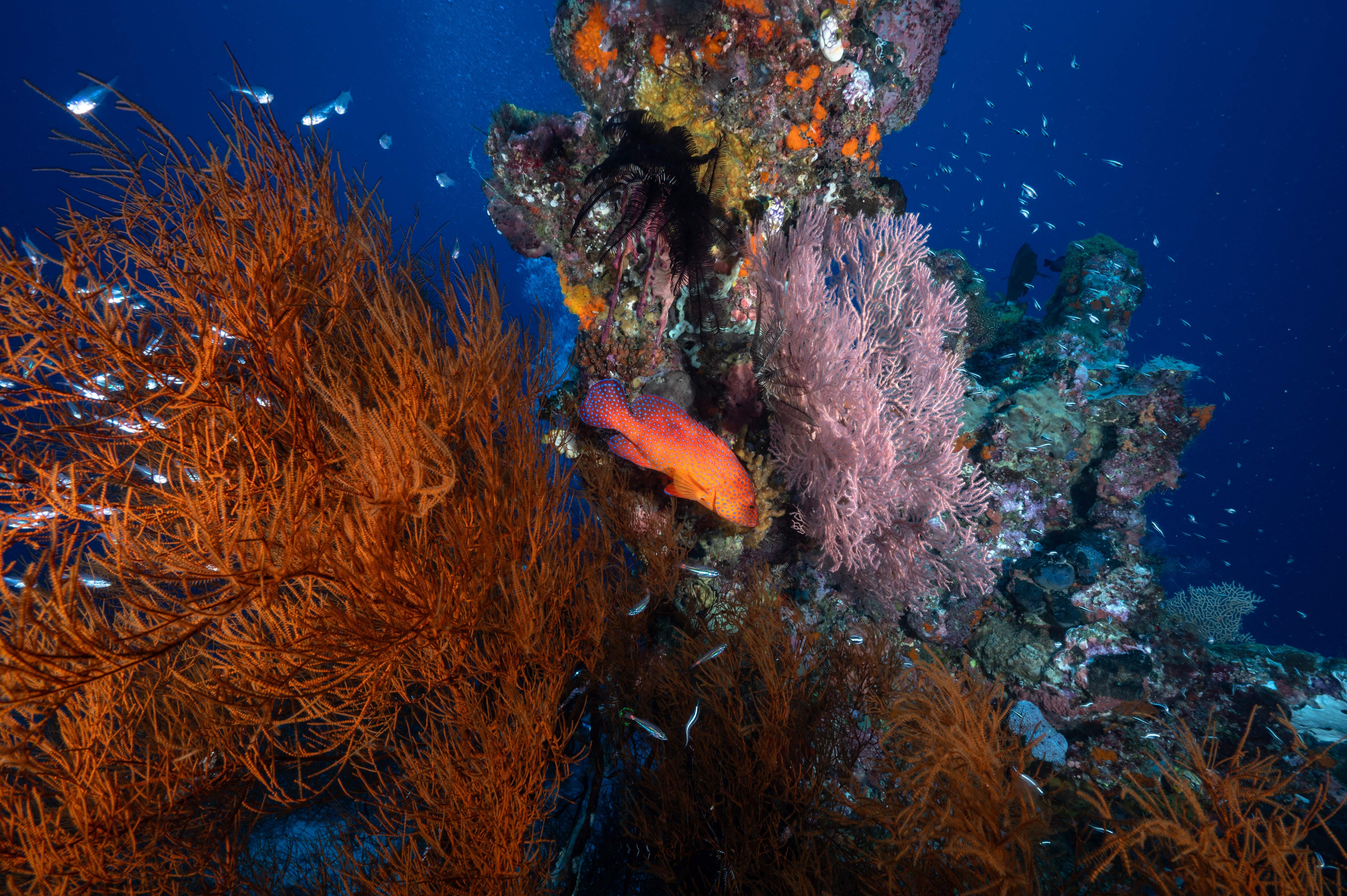 As Climate Change Imperils Coral Reefs, Scientists Are Deep-Freezing Corals To Repopulate Future Oceans