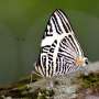 In Ecuadoran Amazon, butterflies provide a gauge of climate change