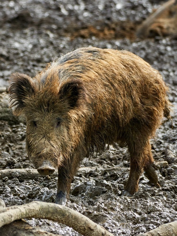 Feral pigs attacking humans, killing livestock and destroying crops as numbers explode in NSW