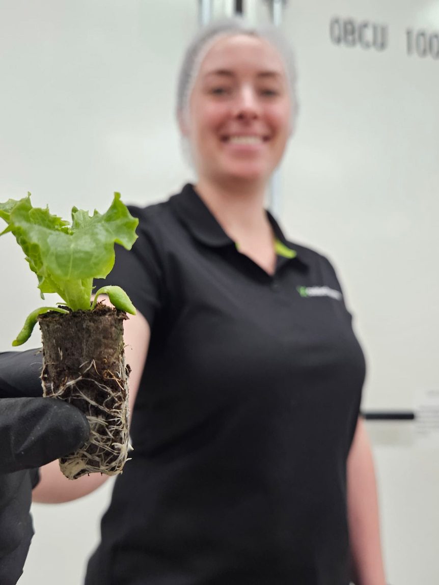 The world’s oldest culture is embracing high-tech vertical farming