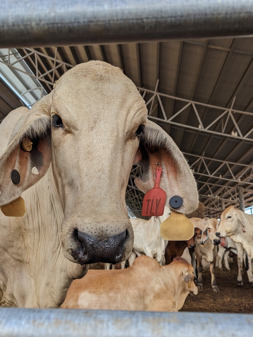 ‘Strong evidence’ suggests parasitic disease killed 150 NT cattle