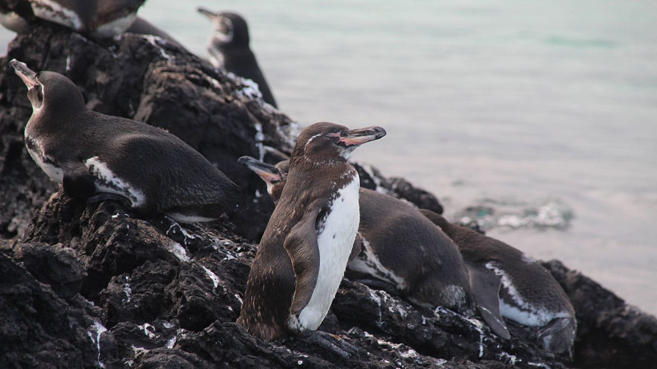 The impact of microplastics on the Galápagos Islands Food Web