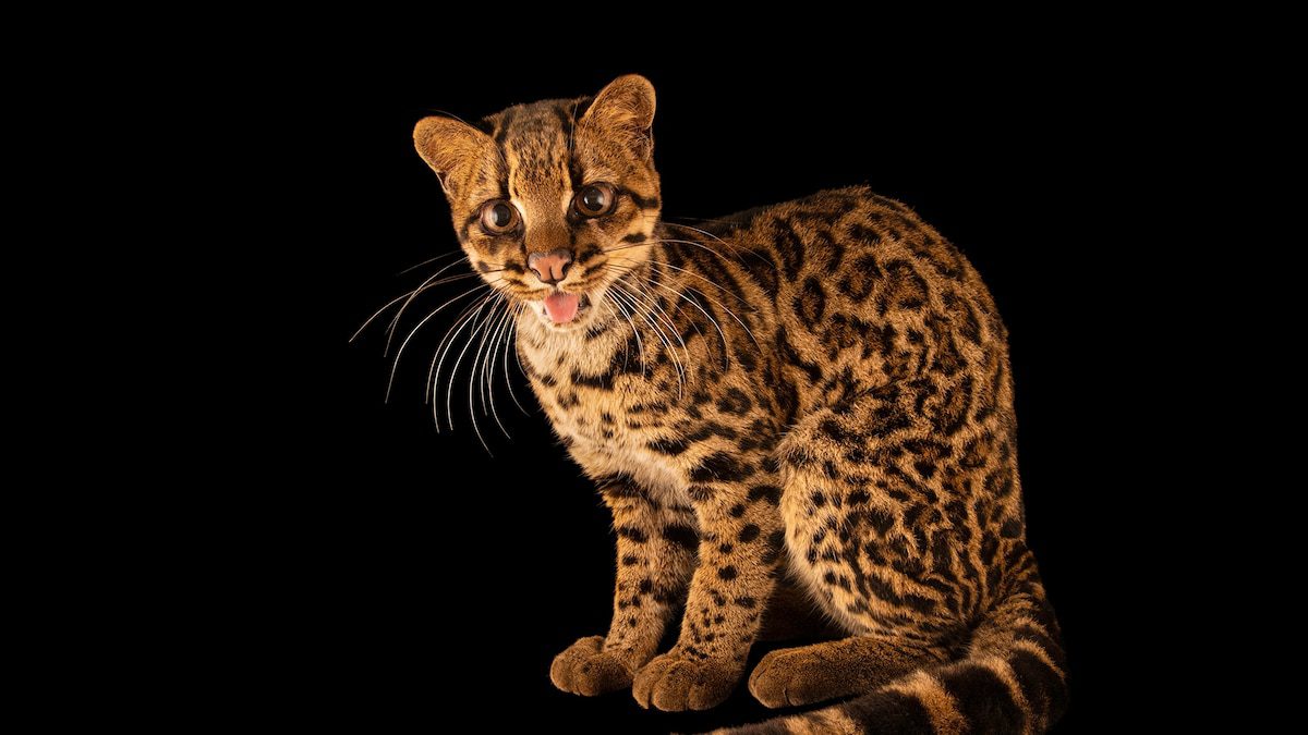 The adorable clouded tiger-cat is brand-new to science—and already under threat