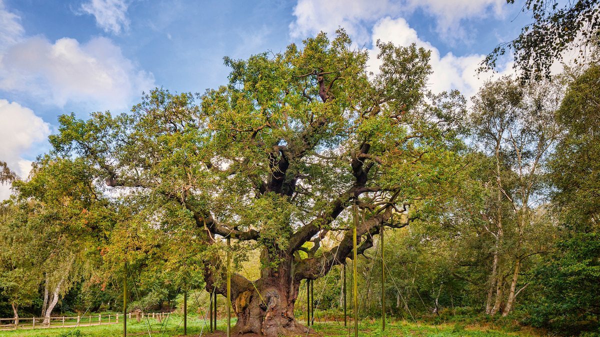 Follow in the footsteps of Robin Hood in Sherwood Forest