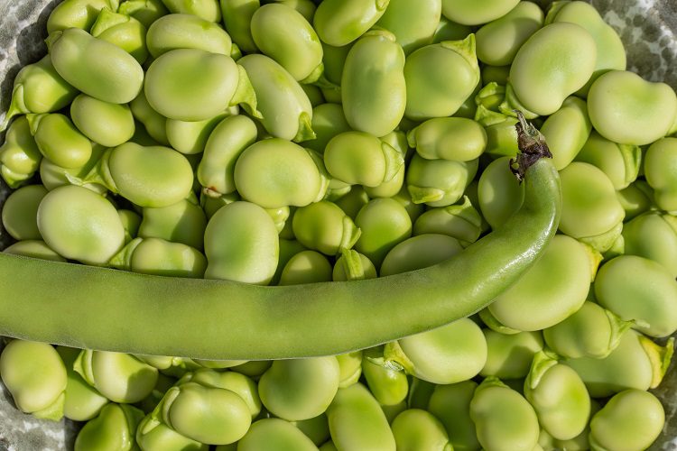 What are consumer attitudes to faba beans?