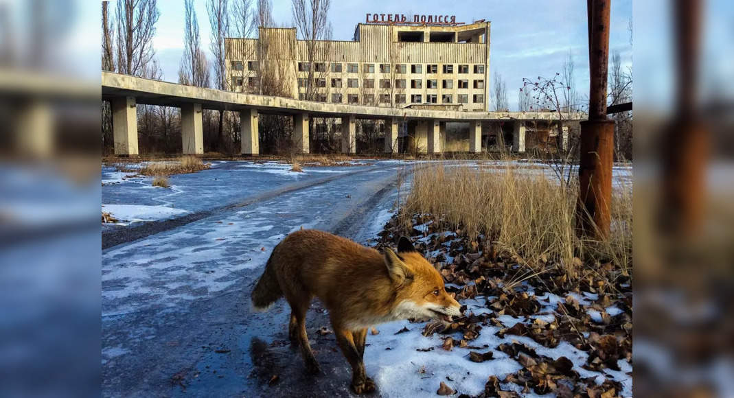 Chernobyl Exclusion Zone: A surprising haven for diverse wildlife