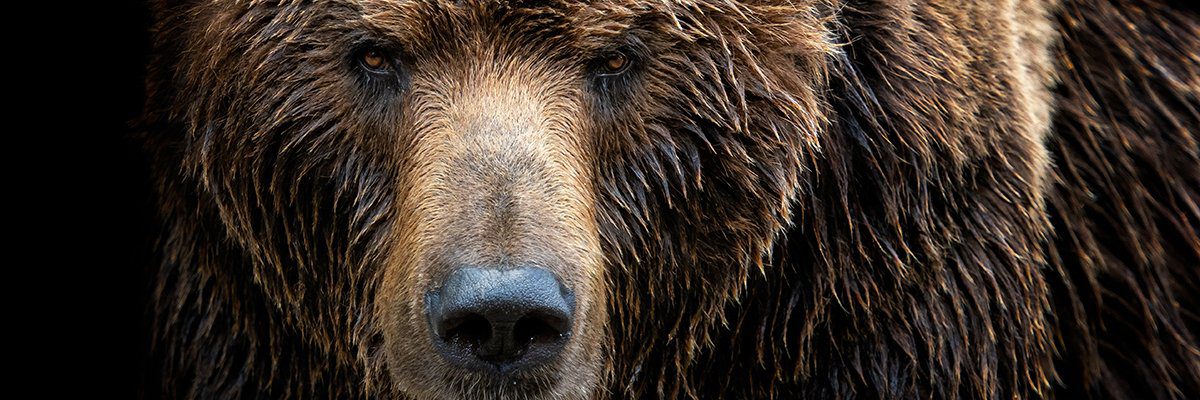 GooseEgg proves golden for Fancy Bear, says Microsoft