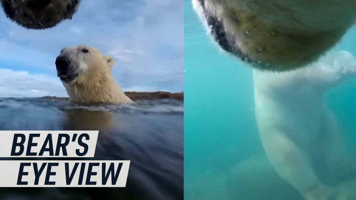 Rare POV footage captures polar bears in their melting habitat