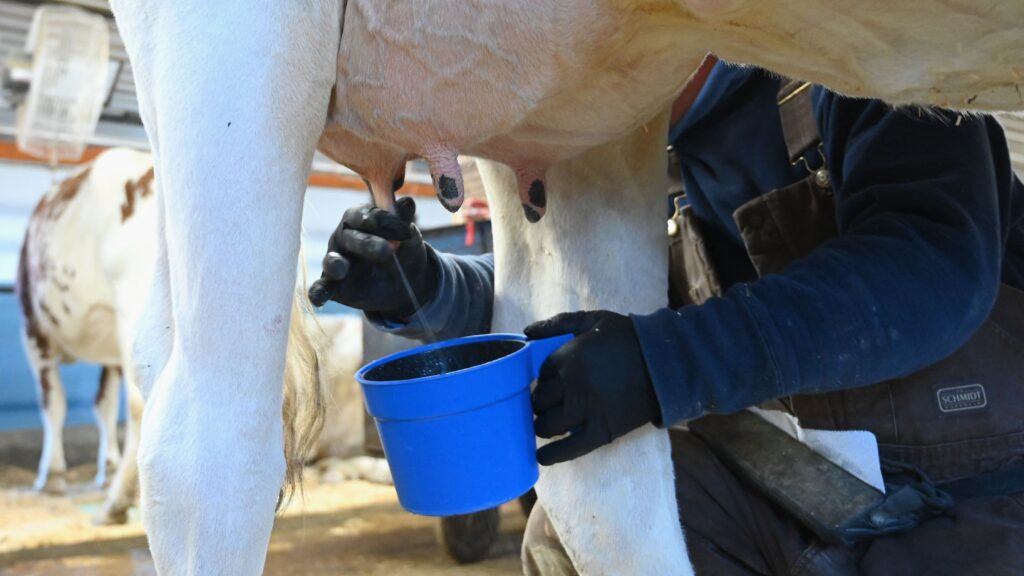 H5N1 prevalence in milk suggest US bird flu outbreak in cows is widespread