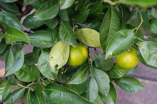 Boil 7 orange leaves for a ten-minute period and add milk to cure these types of illnesses.