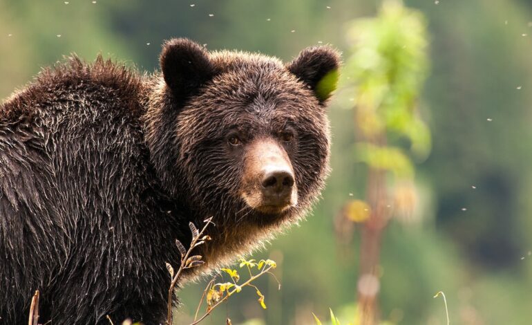 How can we protect grizzly bears from their biggest threat—trains?