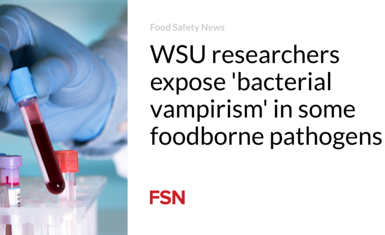 WSU researchers expose ‘bacterial vampirism’ in some foodborne pathogens