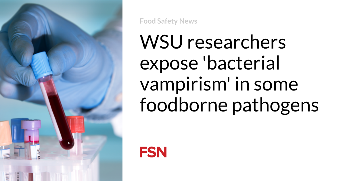 WSU researchers expose ‘bacterial vampirism’ in some foodborne pathogens