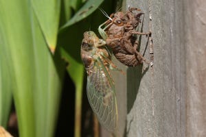 Don’t Panic if Your Dog Eats a Cicada. Here’s What to Know