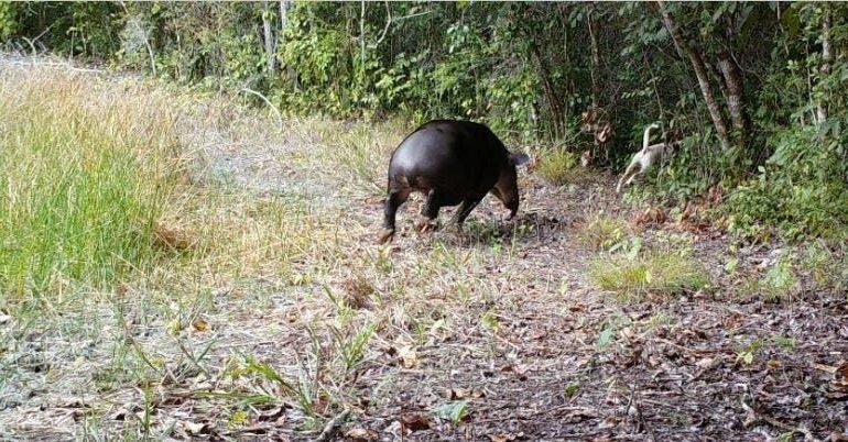 World Tapir Day: What Happens When Dogs Meet Tapirs?