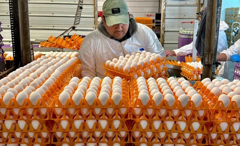 Canadian officials considering ‘pre-pandemic’ vaccines as bird flu spreads through U.S. livestock