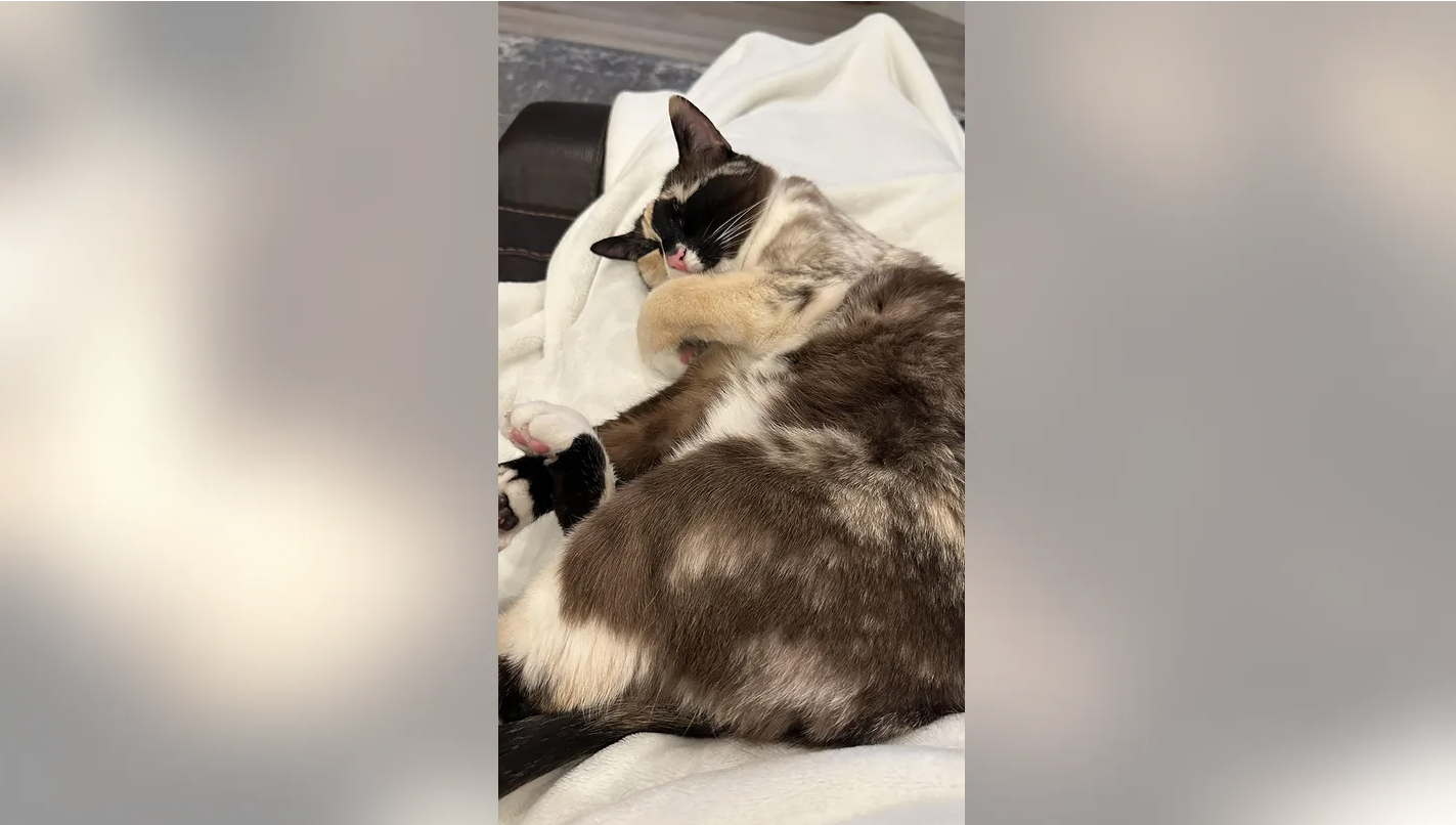 Utah Couple Doesn’t Know Cat Jumped Into Amazon Package, Accidentally Ships It to California