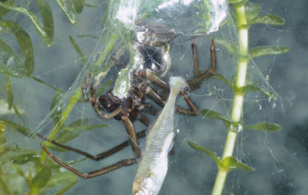 Swimming and spinning aquatic spiders use slick survival strategies