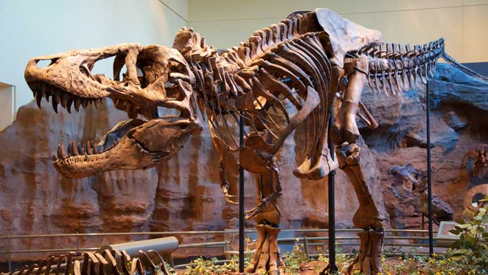 How Smart Were Tyrannosaurus rex and Other Large Theropod Dinosaurs?