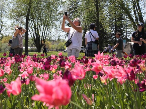 Today’s Letters: City of Ottawa should not diminish the Canadian Tulip Festival