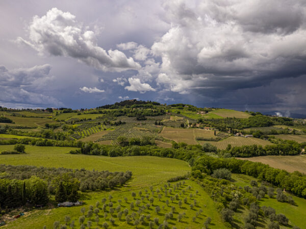 Global wine production down 9.6% as extreme climatic conditions ‘severely impact’ vineyards