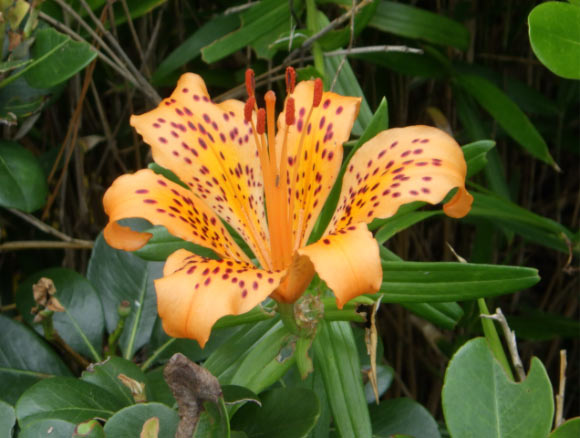 New Species of Lily Discovered in Japan