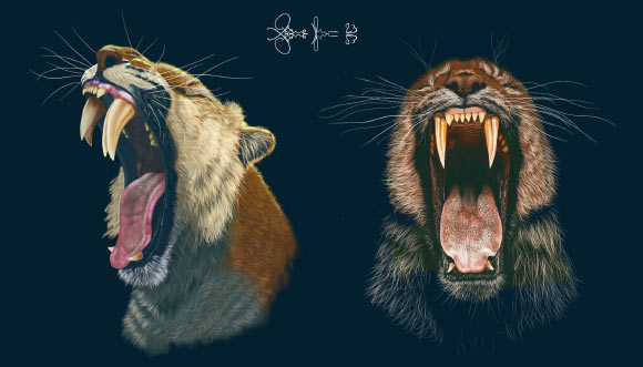 Saber-Toothed Tigers Held onto Their Milk Teeth to Stabilize Their Sabers, Study Suggests