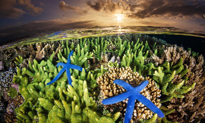 A Radical Rescue for Caribbean Reefs