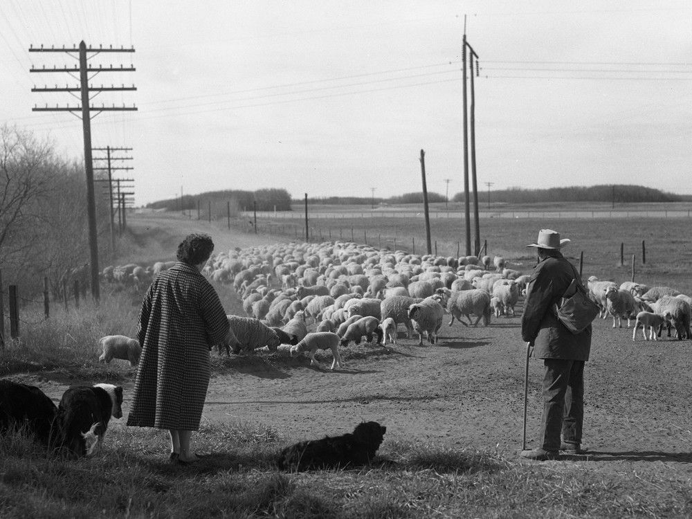 University of Saskatchewan sheep head out to summer pasture in 1963