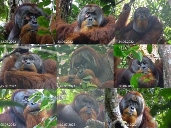 Wild Orangutan Observed Using First Aid on a Wound in a Scientific First