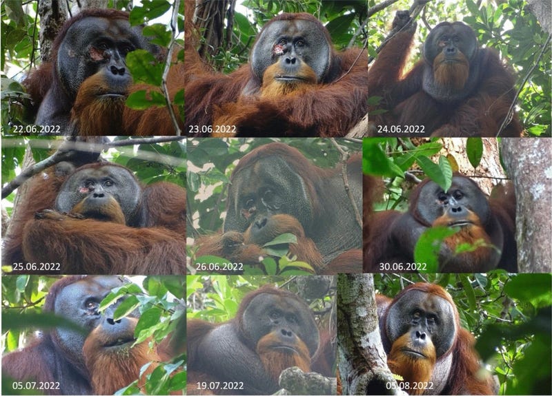 Wild Orangutan Observed Using First Aid on a Wound in a Scientific First