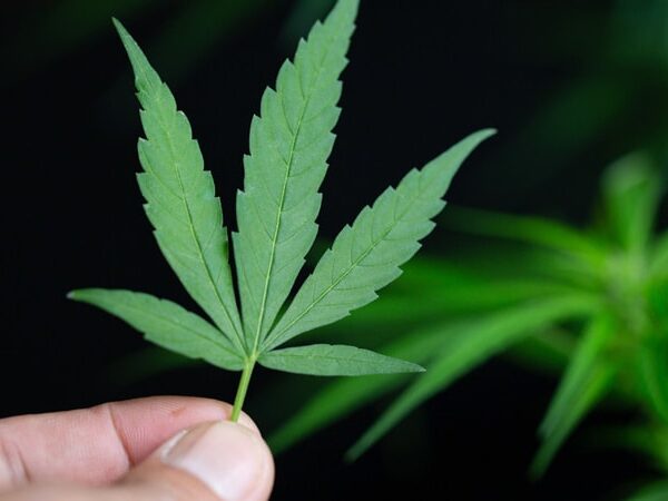 The DEA Plans to Reschedule Marijuana: What Happens Next?