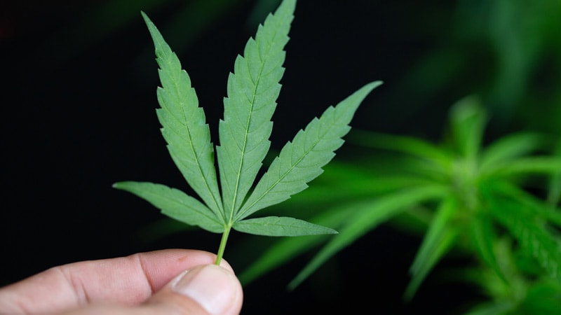 The DEA Plans to Reschedule Marijuana: What Happens Next?